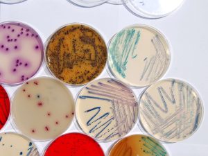 Biomaxima Culture Media